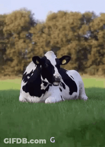 Person Holding Ball Next To Cow GIF