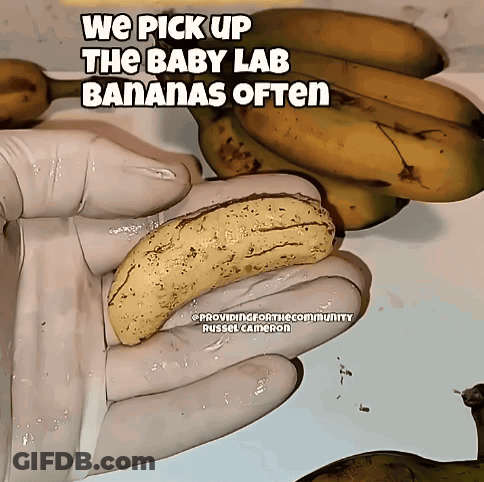 Person Holding Banana We Pick Up Baby Lab Bananas GIF