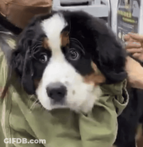 Person Holding Black And White Dog GIF