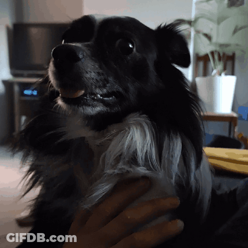 Person Holding Black And White Dog GIF