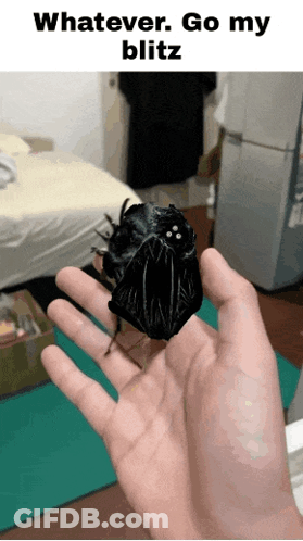 Person Holding Black Bug Whatever Go My Blitz GIF