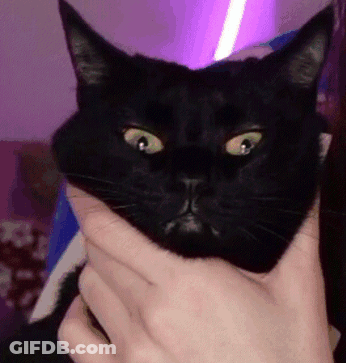 Person Holding Black Cat GIF