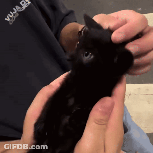 Person Holding Black Cat With Vuja Shirt GIF
