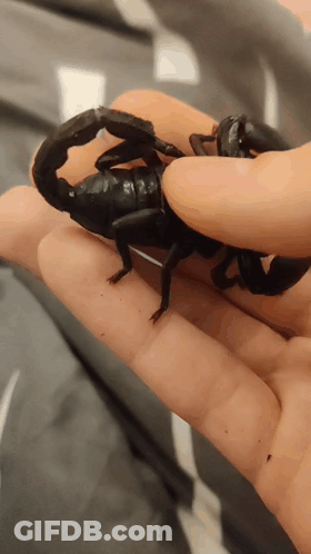 Person Holding Black Scorpion GIF