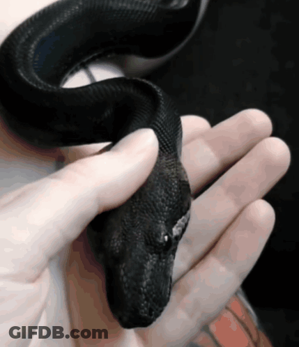 Person Holding Black Snake GIF