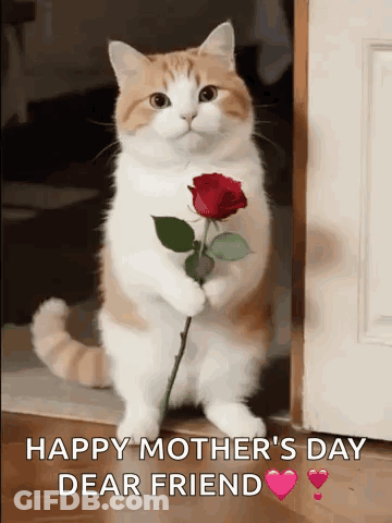 Person Holding Blanket Saying E Day Roi Ne GIF