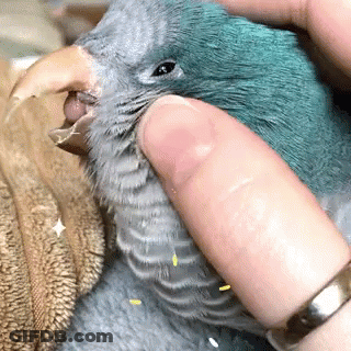 Person Holding Blue Bird With Beak Open GIF