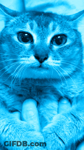 Person Holding Blue Cat GIF