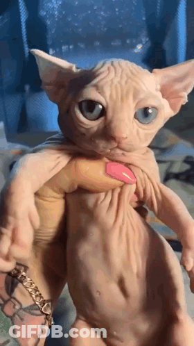 Person Holding Blue-Eyed Hairless Cat With Tattoo GIF