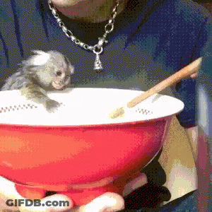 Person Holding Bowl Of Food With Kitten On Top GIF