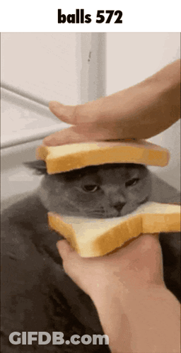 Person Holding Bread Over Cat Balls 572 GIF
