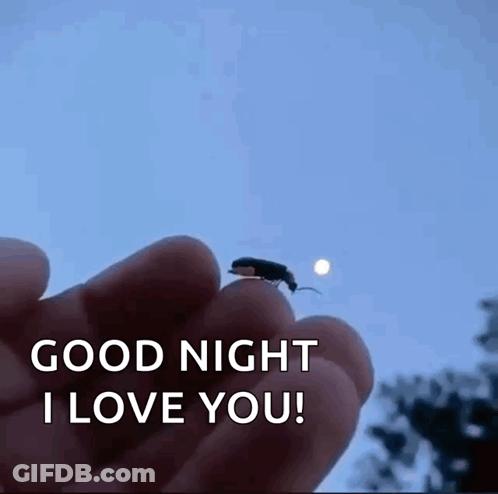 Person Holding Bug Saying Good Night I Love You GIF