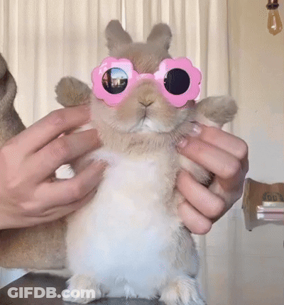 Person Holding Bunny In Pink Sunglasses GIF
