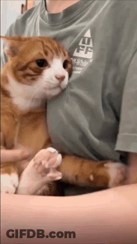 Person Holding Cat In Green Off White Shirt GIF