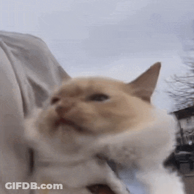 Person Holding Cat Looking At Camera GIF