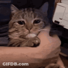 Person Holding Cat GIF