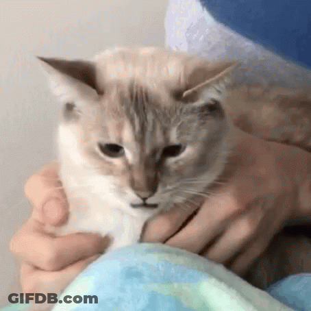 Person Holding Cat On Bed GIF