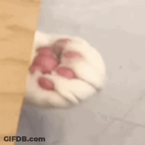 Person Holding Cat's Paw GIF