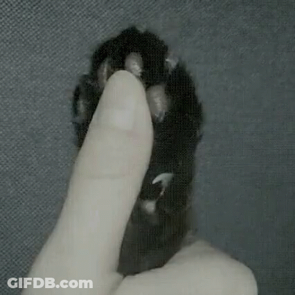 Person Holding Cat's Paw With Finger GIF
