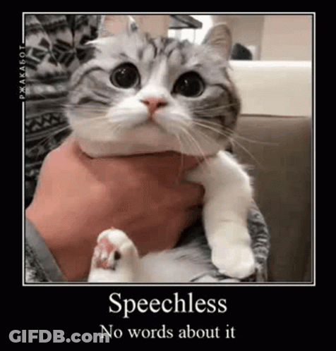 Person Holding Cat Speechless No Words About It GIF