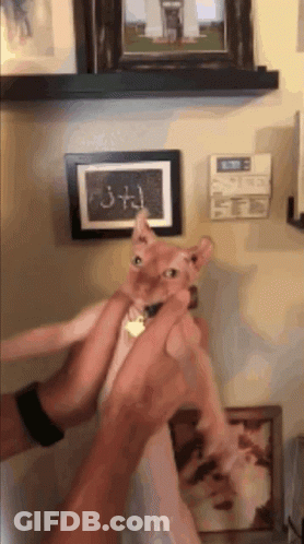 Person Holding Cat With J + J Text GIF