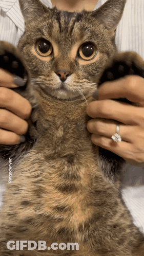 Person Holding Cat With Ring GIF