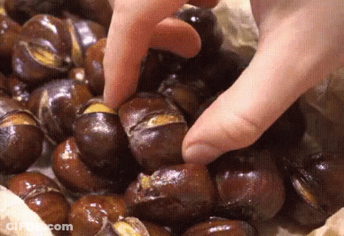 Person Holding Chestnut GIF