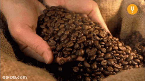 Person Holding Coffee Beans With U Background GIF