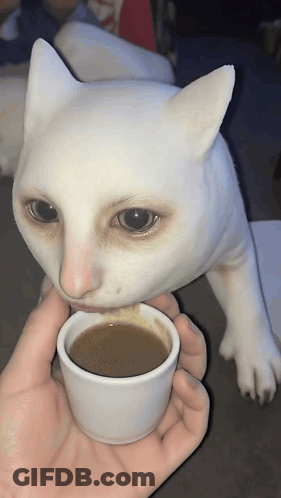 Person Holding Coffee In Front Of White Cat GIF