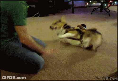 Person Holding Dog GIF