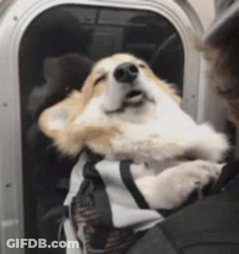 Person Holding Dog In Bag On Bus GIF