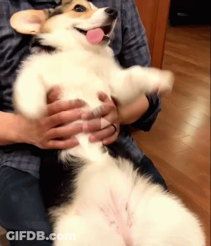 Person Holding Dog With Tongue Out GIF