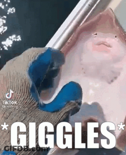 Person Holding Fish In Blue Glove GIF