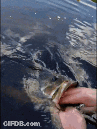 Person Holding Fish In Water GIF