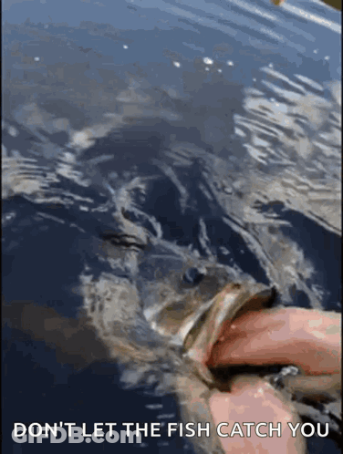 Person Holding Fish Saying Don't Let The Fish Catch You GIF