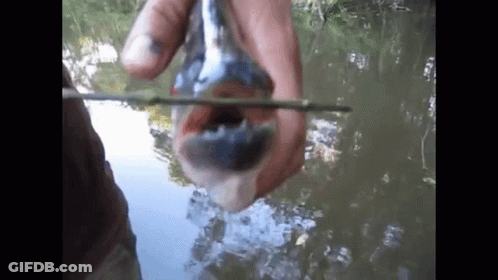 Person Holding Fish With Open Mouth And Stick GIF