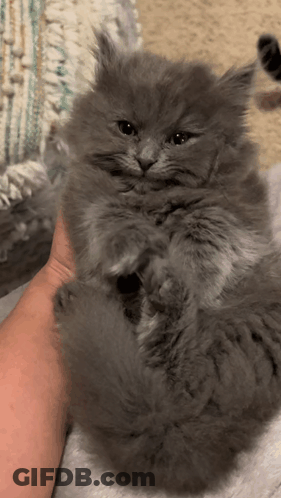 Person Holding Fluffy Grey Kitten GIF