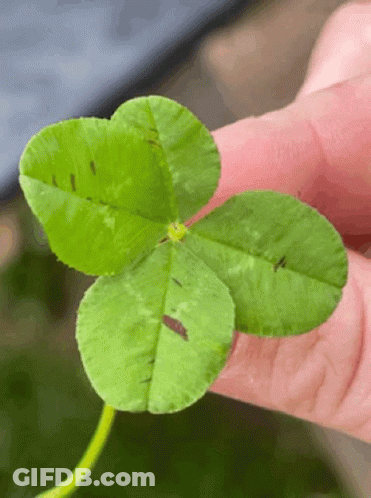 Person Holding Four Leaf Clover GIF