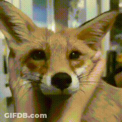 Person Holding Fox Head GIF
