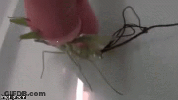 Person Holding Frog In Bathtub GIF