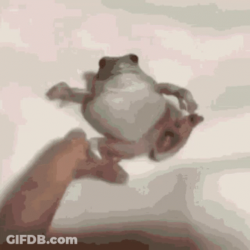 Person Holding Frog Upside Down GIF