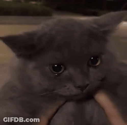 Person Holding Gray Cat Looking At Camera GIF