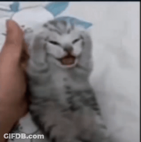 Person Holding Gray Cat With Mouth Open GIF