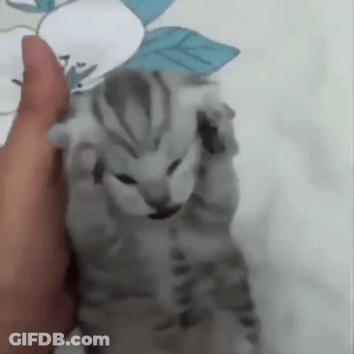 Person Holding Gray Kitten GIF