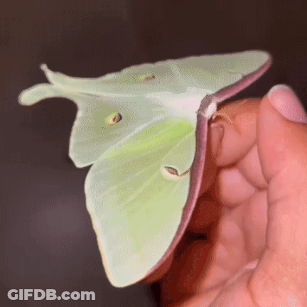 Person Holding Green Butterfly GIF