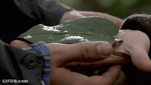 Person Holding Green Leaf With Button On Jacket GIF