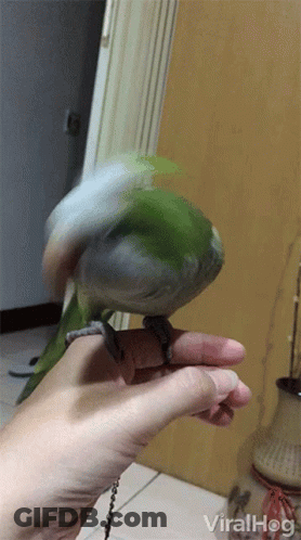 Person Holding Green Parrot On Finger Viralhog GIF