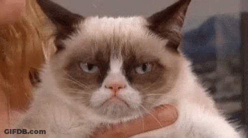 Person Holding Grumpy Cat Looking At Camera GIF