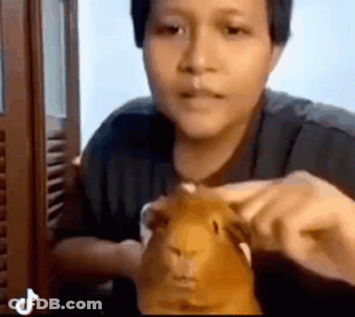 Person Holding Guinea Pig GIF