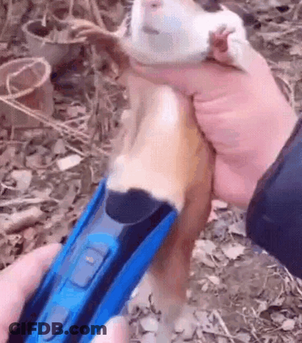 Person Holding Guinea Pig And Blue Toy Train GIF